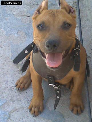 Foto del perro Rocky