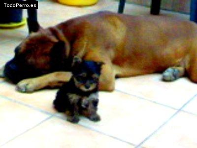 Foto del perro Luna y tayson