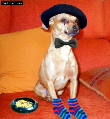 Foto del perro Truman