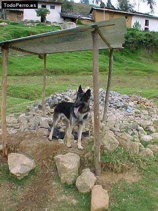 Foto del perro Lobo