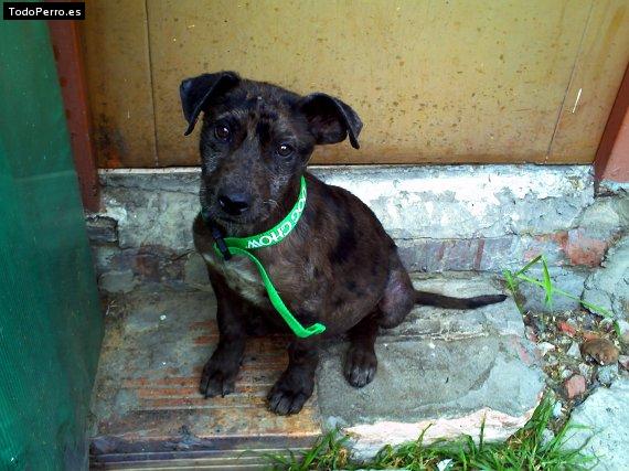 Foto del perro Chocolatina