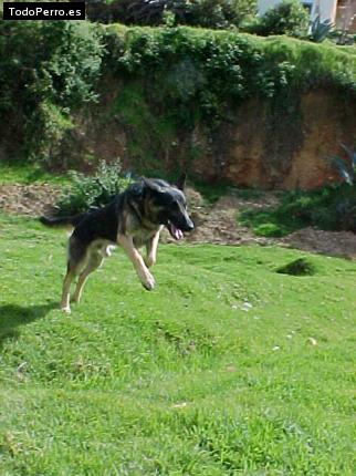 Foto del perro Lobito