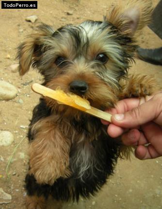 Foto del perro Tayra