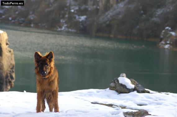 Foto del perro Zurtz