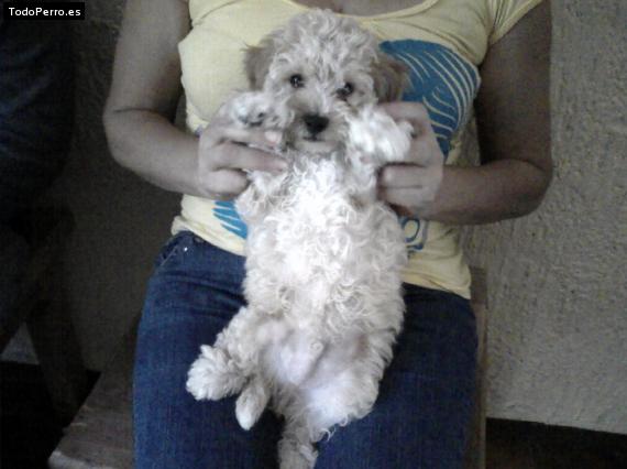 Foto del perro Esparki