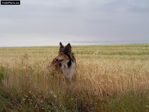 Foto del perro Padi