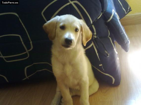 Foto del perro Rama