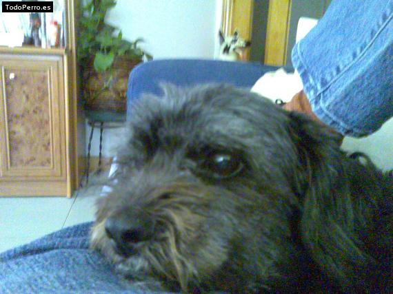 Foto del perro Chispa