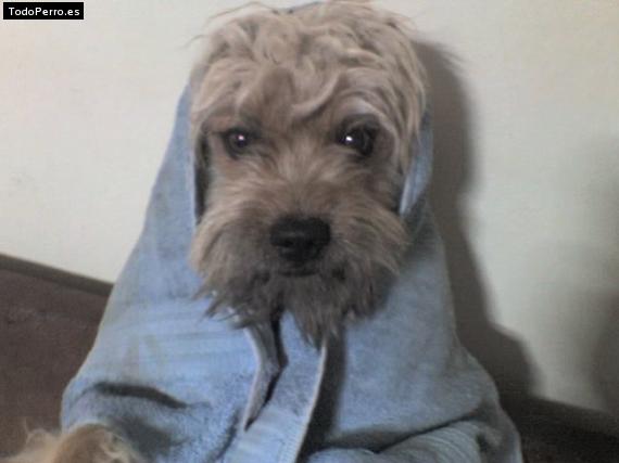 Foto del perro Camilo