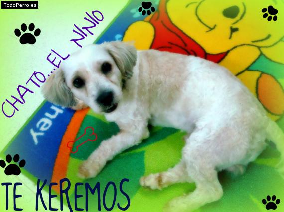 Foto del perro Chato