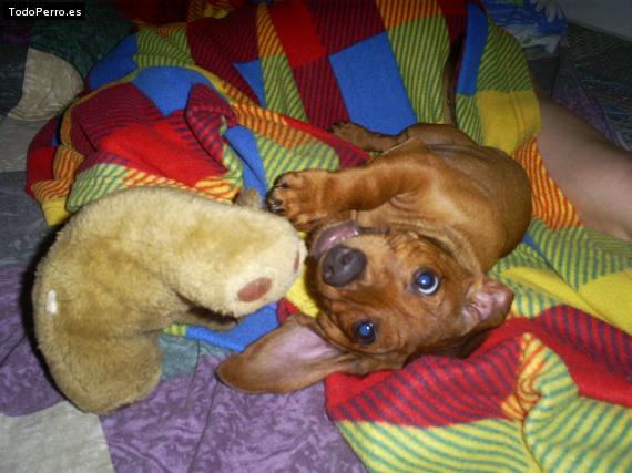 Foto del perro Rokke