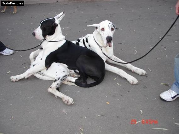 Foto del perro Hiena y bernabe