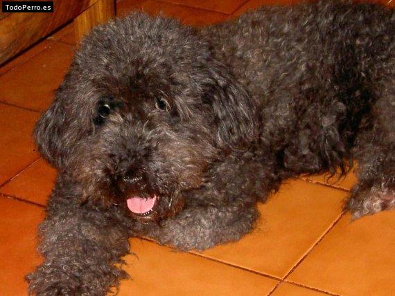 La foto del perro Ciruela Foto del perro Ciruela