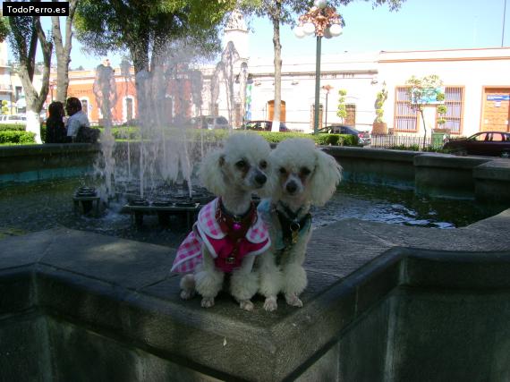 Foto del perro Peluchin  y  bombon