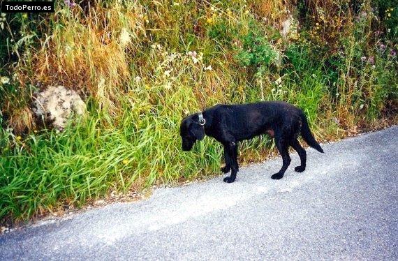 Foto del perro Tobias