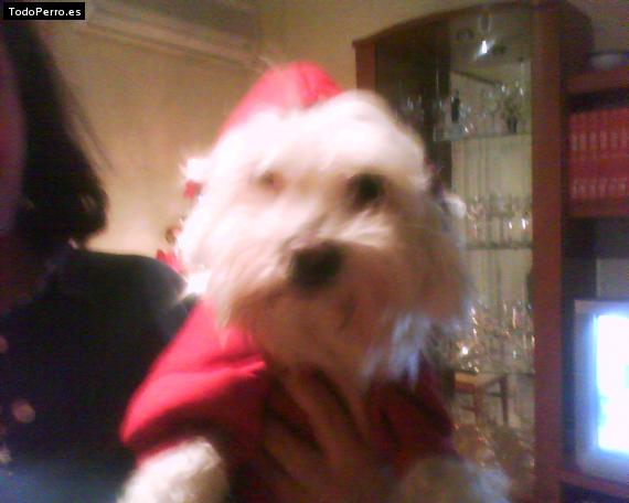 Foto del perro Rocko