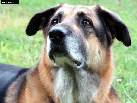 Foto del perro Lassie