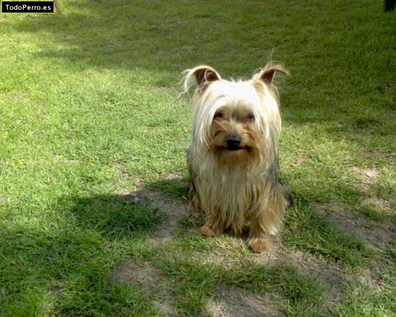 Foto del perro Tomi