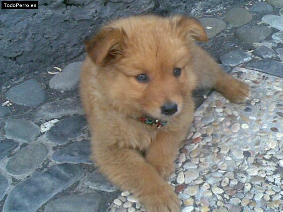 Foto del perro Rochy