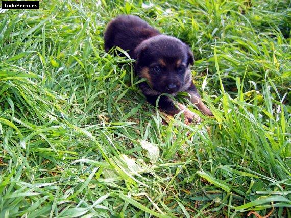 Foto del perro Neska