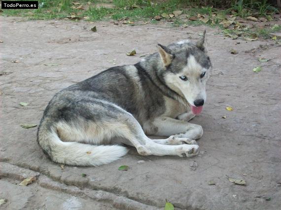 Foto del perro Vangui