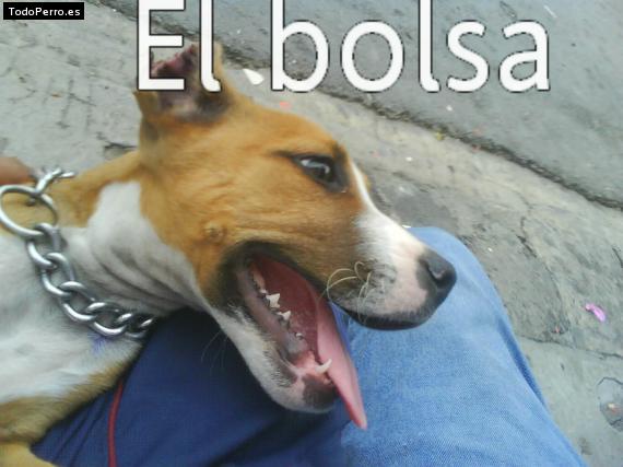 Foto del perro Bolsa