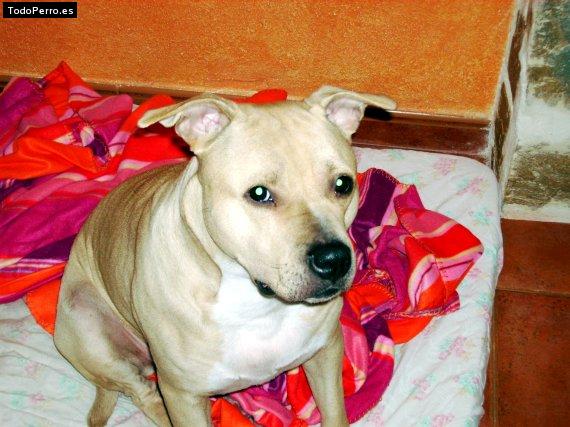 Foto del perro Nika