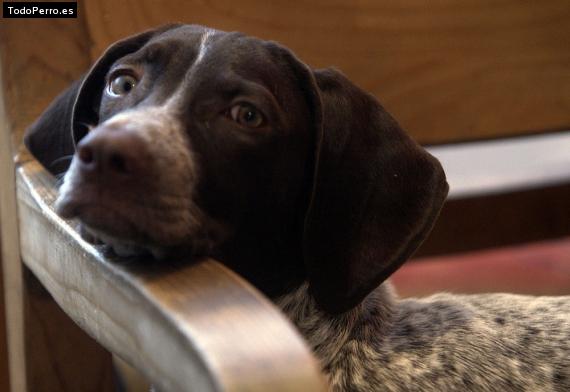 Foto del perro Casey