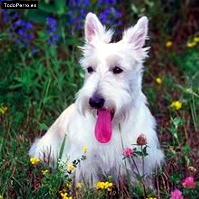Foto del perro Sofy
