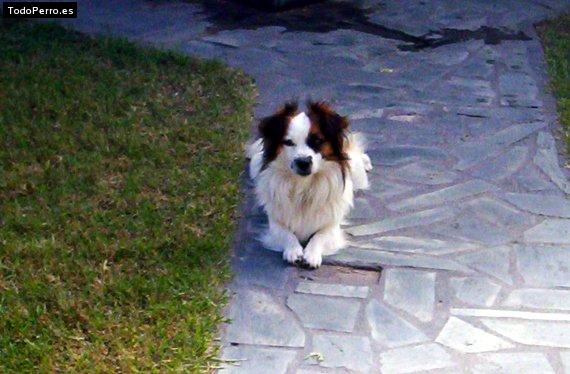 Foto del perro Chichi