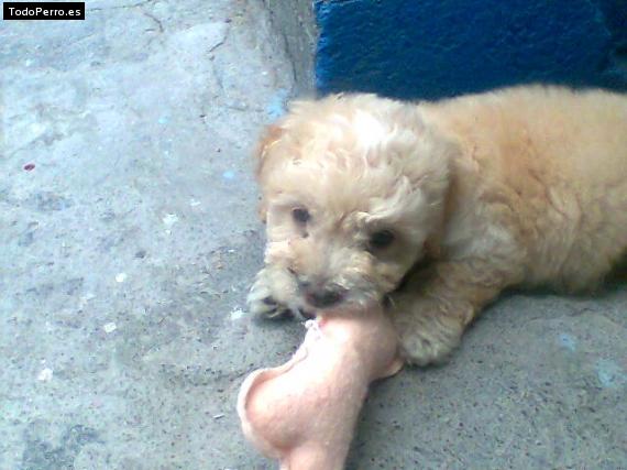 Foto del perro Chaprito