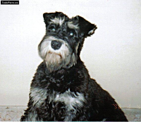Foto del perro Neng