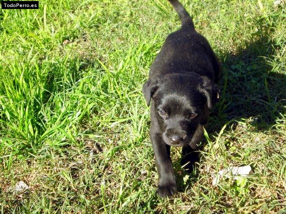 Foto del perro Fidel