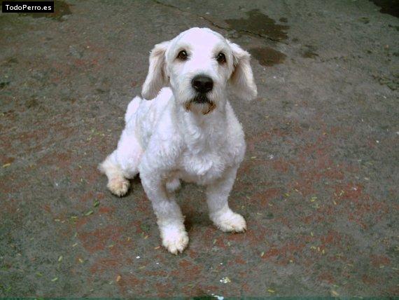 Foto del perro Napoleon
