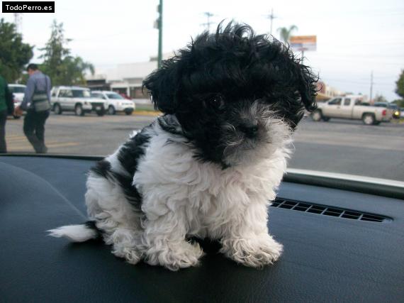 Foto del perro Greco