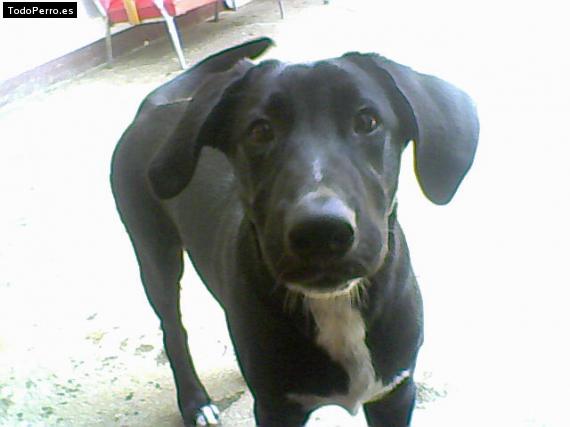 Foto del perro Tobby