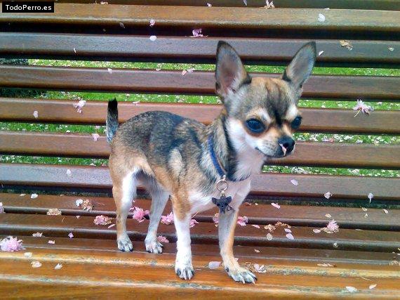 Foto del perro Lula de gigantes de palma