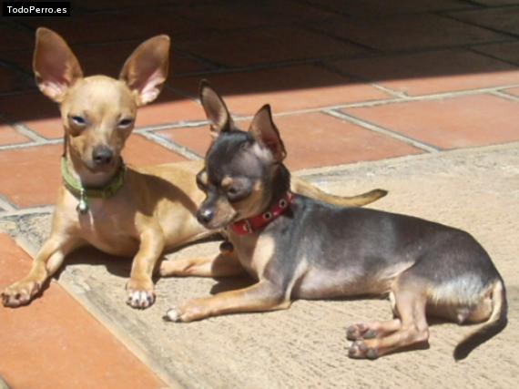 Foto del perro Perlita y gino