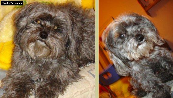 La foto del perro Rex Foto del perro Rex