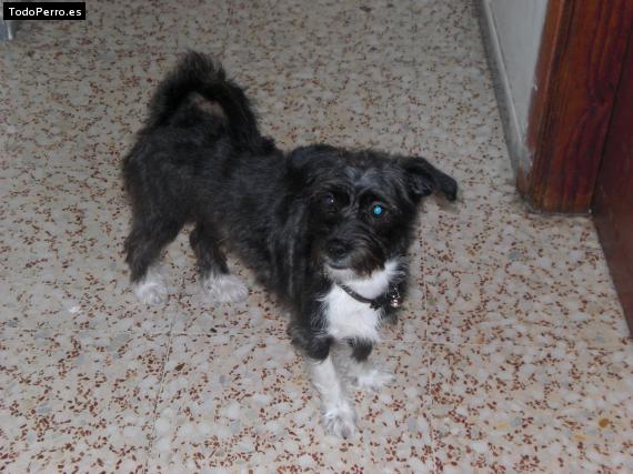 Foto del perro Colmillo