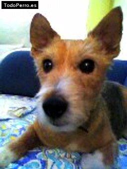 Foto del perro Tula