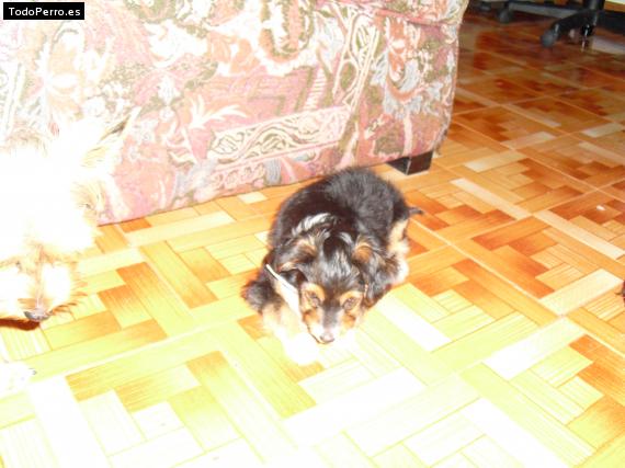 Foto del perro Coba