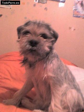 Foto del perro Carrie