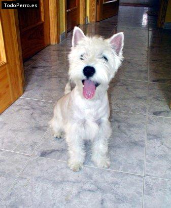 Foto del perro Sacha