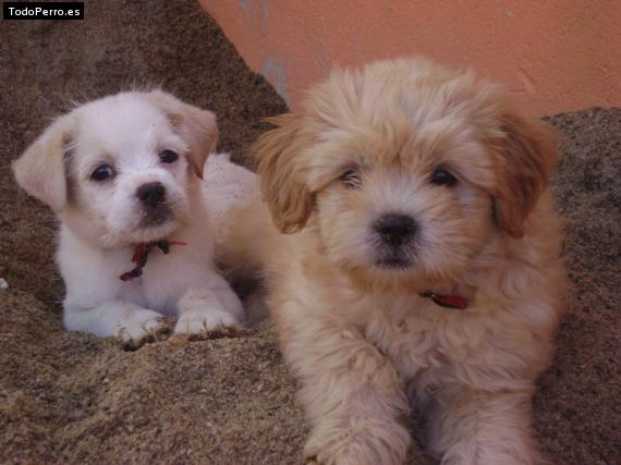 Foto del perro Flopi y blanca