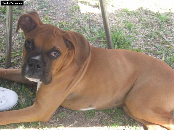 Foto del perro Junior