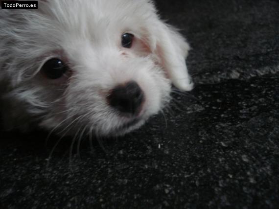 Foto del perro Nieve