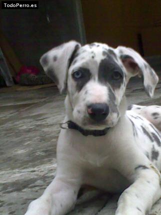 Foto del perro Hanna