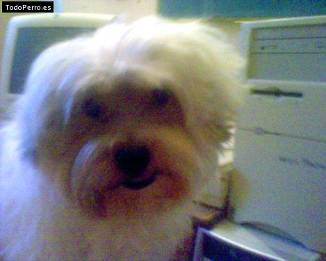 Foto del perro Chaparra