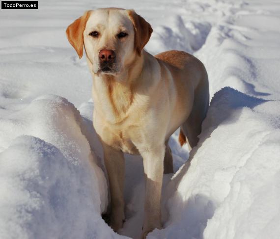 Foto del perro Max